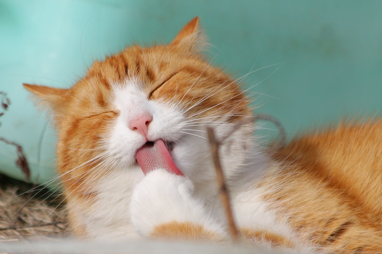 cat, pet, licking, animal, tabby cat, domestic cat, feline, mammal, cute, adorable, portrait, cat, cat, nature, cat, cat, cat