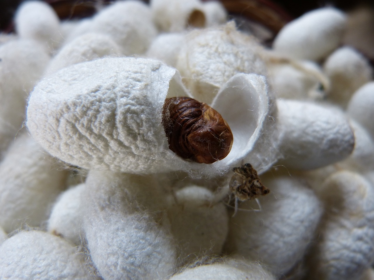 cocoon, silkworm, silk, cut open, white, brown, fiber, naturally, cocoon, cocoon, cocoon, silkworm, silkworm, silkworm, silkworm, silkworm, silk, silk, silk, silk, silk