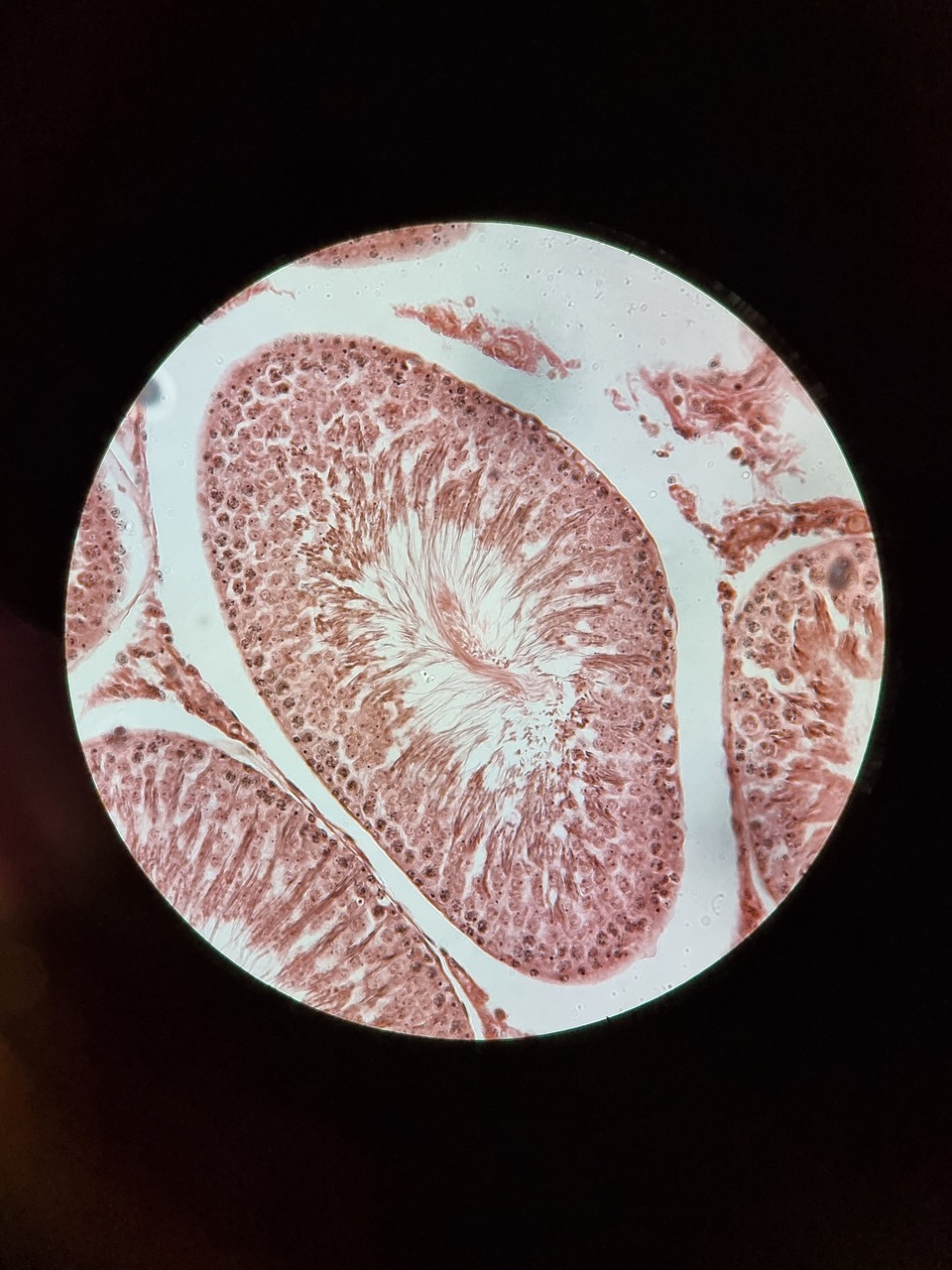 microscope, seminiferous tubules, transverse section, light microscope, histology, physiology, biology, reproductive, male, spermatogenesis, histology, histology, histology, histology, histology, physiology