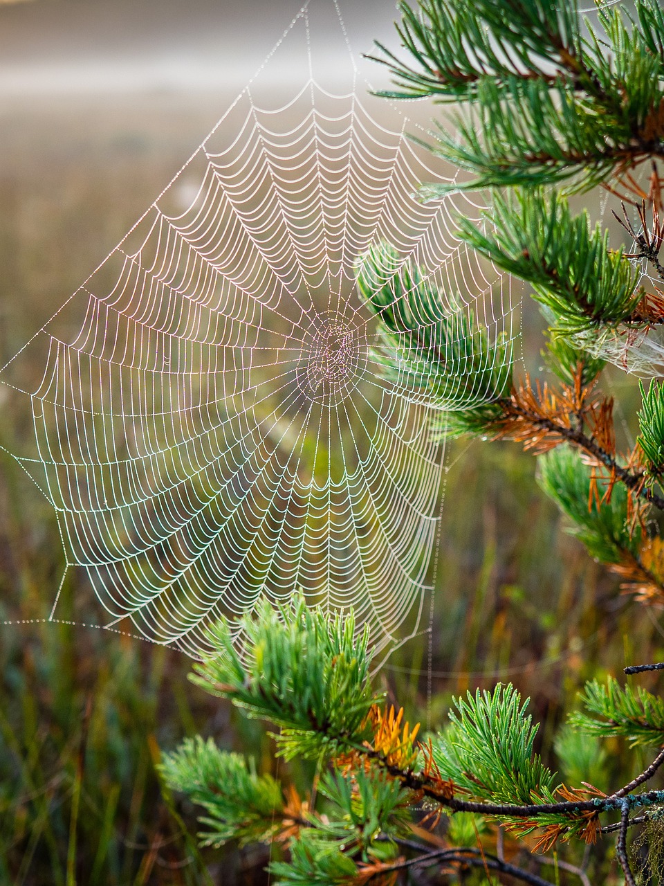 cobweb, nature, habitat, web, spider, nature, nature, nature, nature, nature, spider