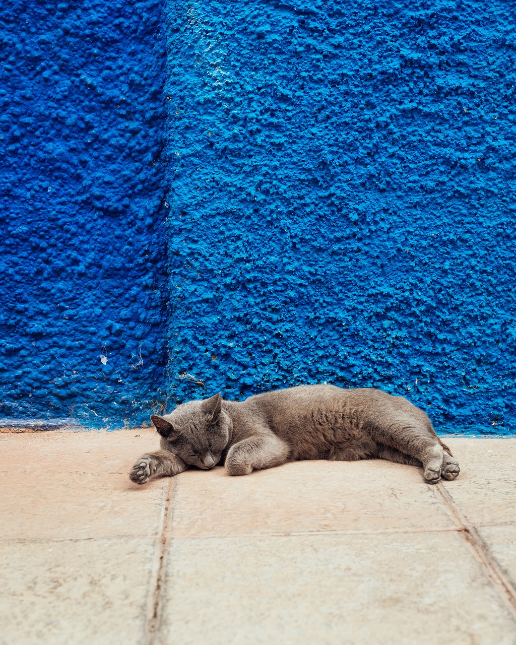 cat, sleep, wall, blue, grey, animal, leisure, relax, minimal, blue sleep, blue wall, blue sleeping, cat, cat, cat, cat, sleep, sleep, pet, sleep, sleep, wall, wall, wall, wall, wall, blue, blue, relax, minimal, minimal, minimal, minimal, blue wall