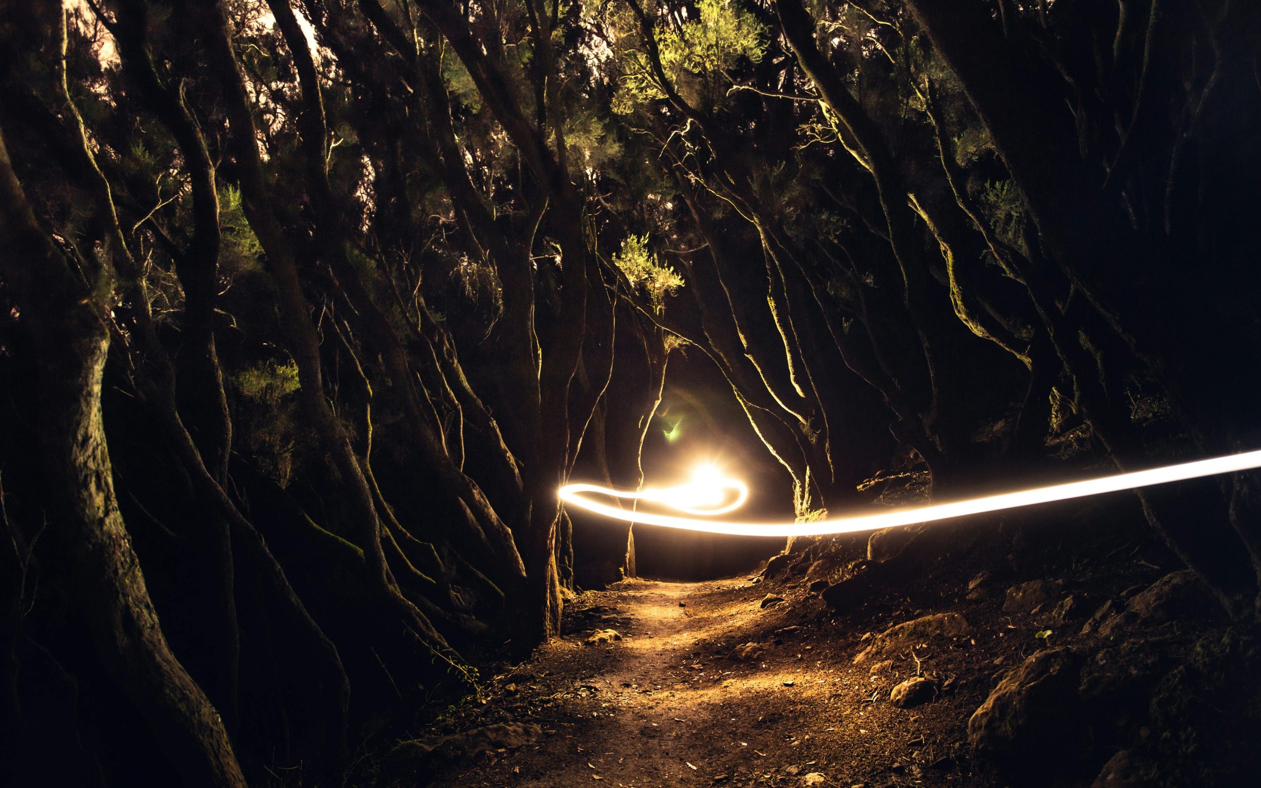 Enigmatic forest path illuminated by a swirling light trail at dusk.