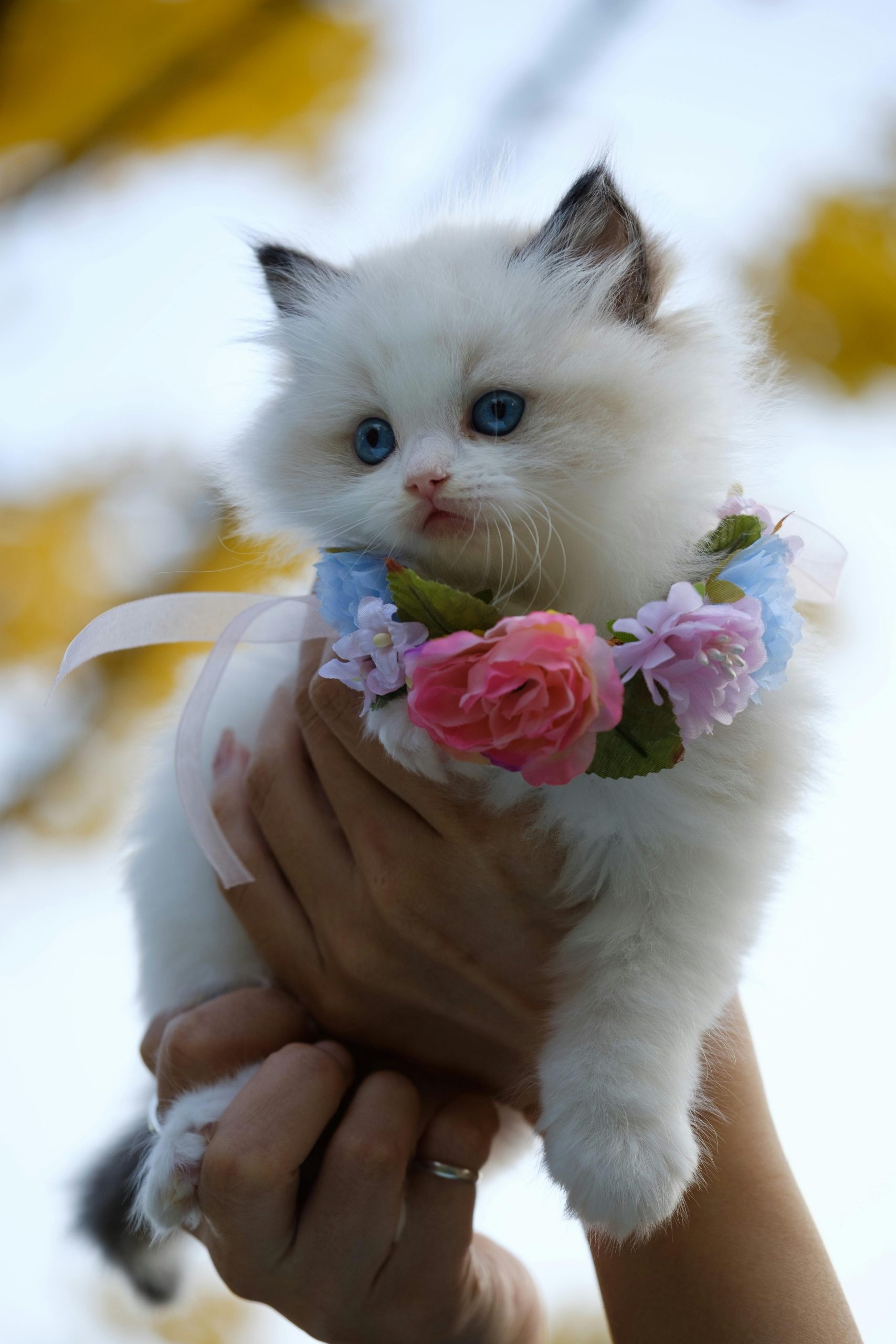 Cute fluffy white kitten with blue eyes, held in hand, adorned with floral collar outdoors.