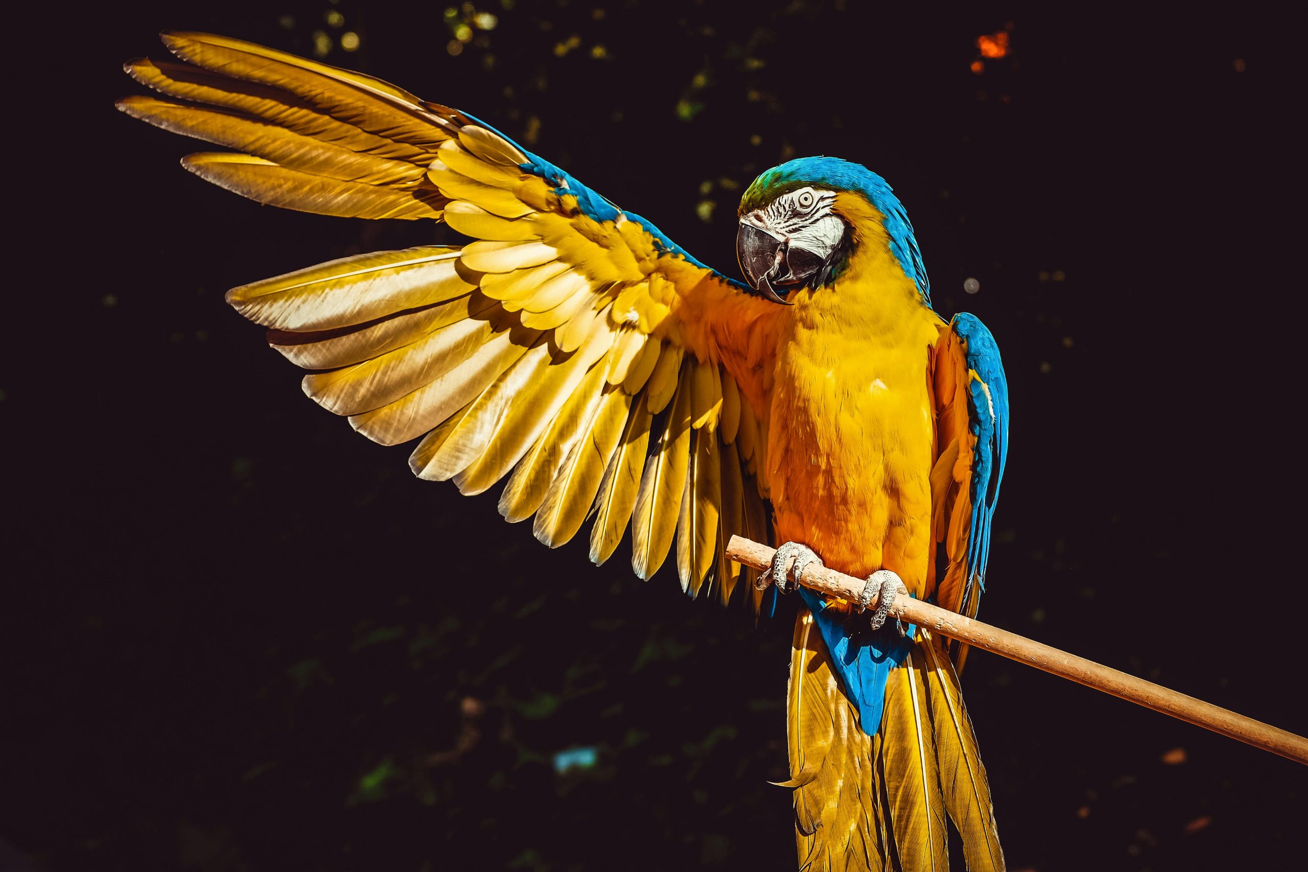 A stunning blue and yellow macaw with wings spread, perched gracefully on a wooden stick.