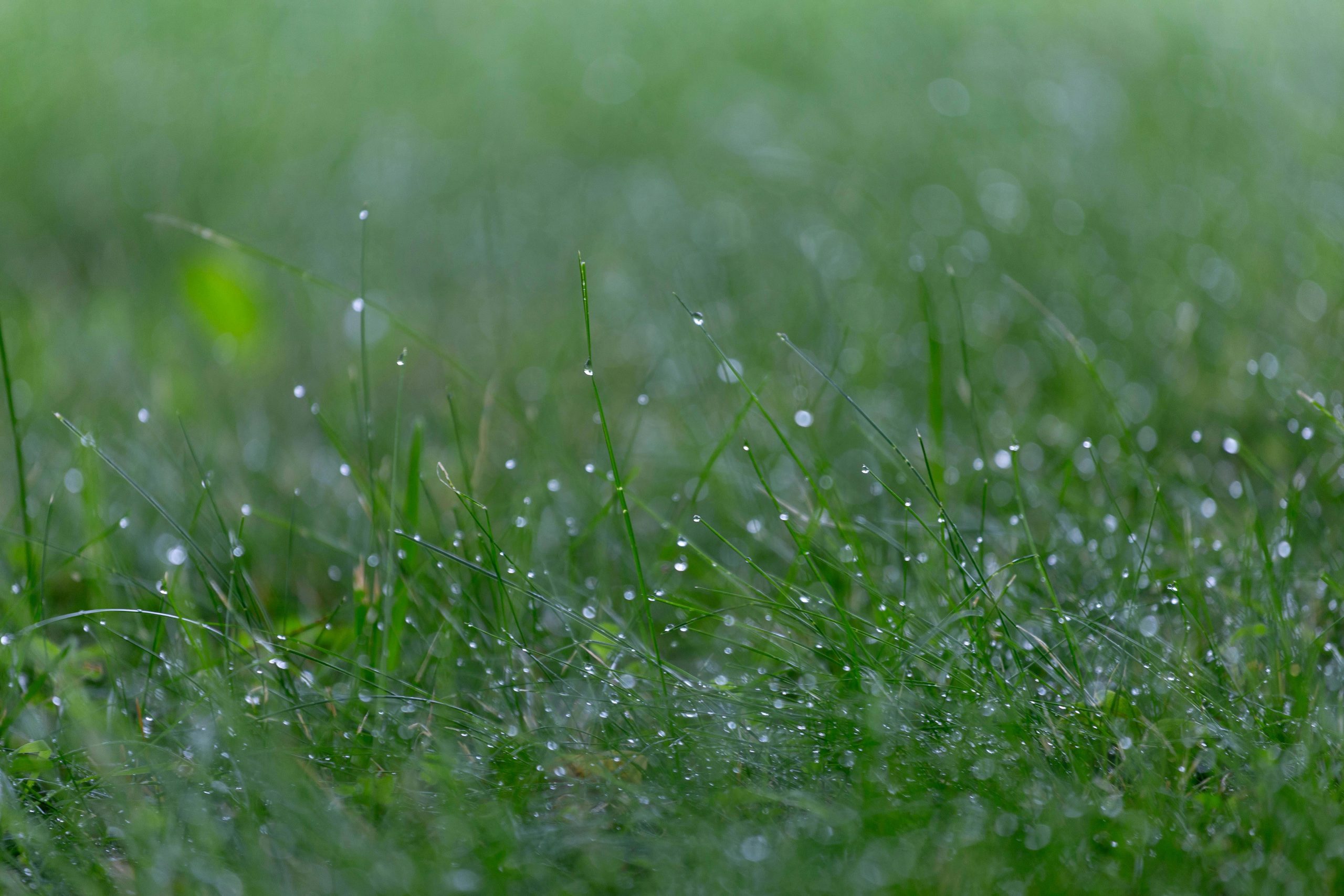 Capture of lush green grass covered with morning dew droplets, offering a fresh and natural feel.