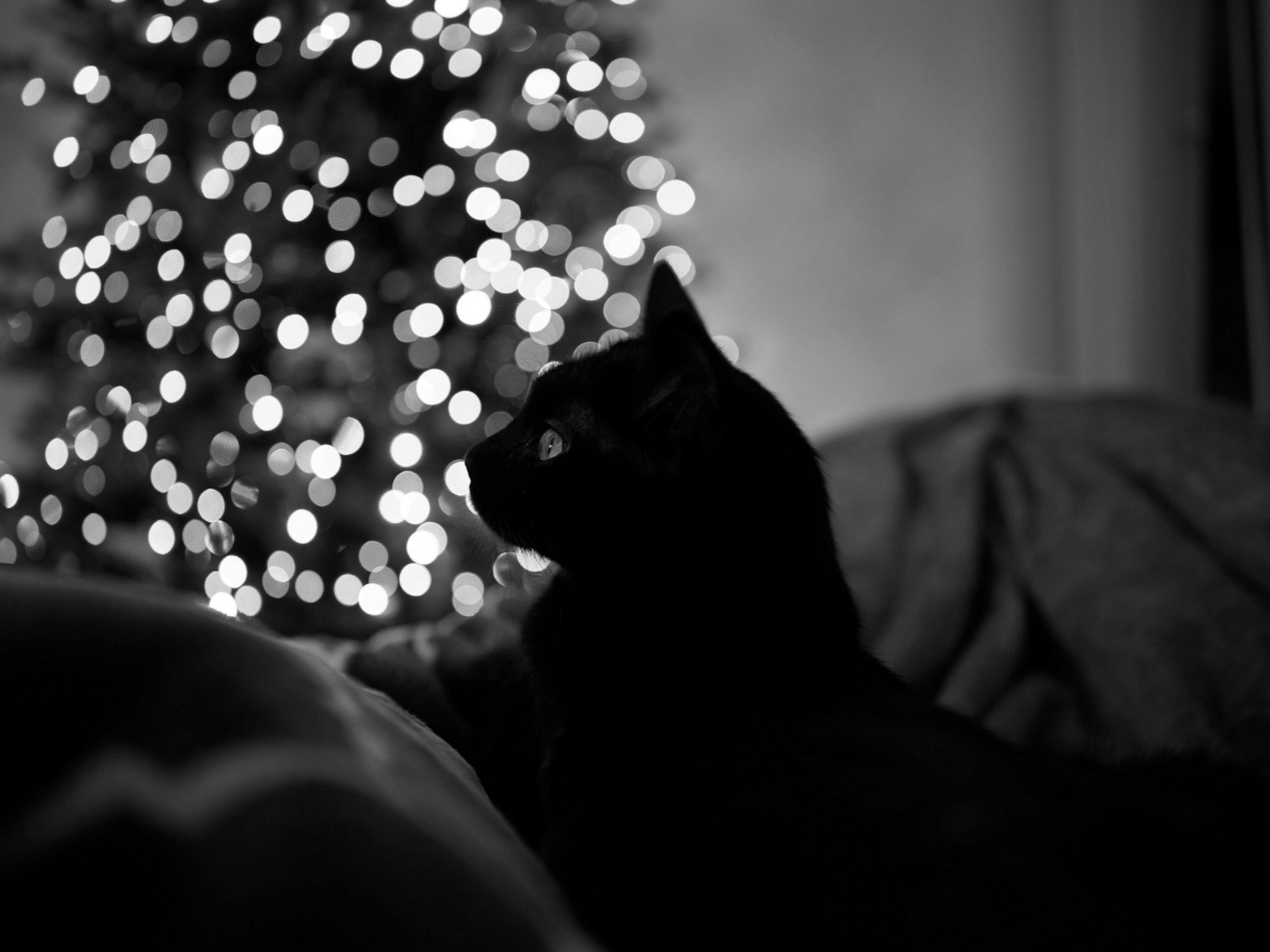 black and white cat