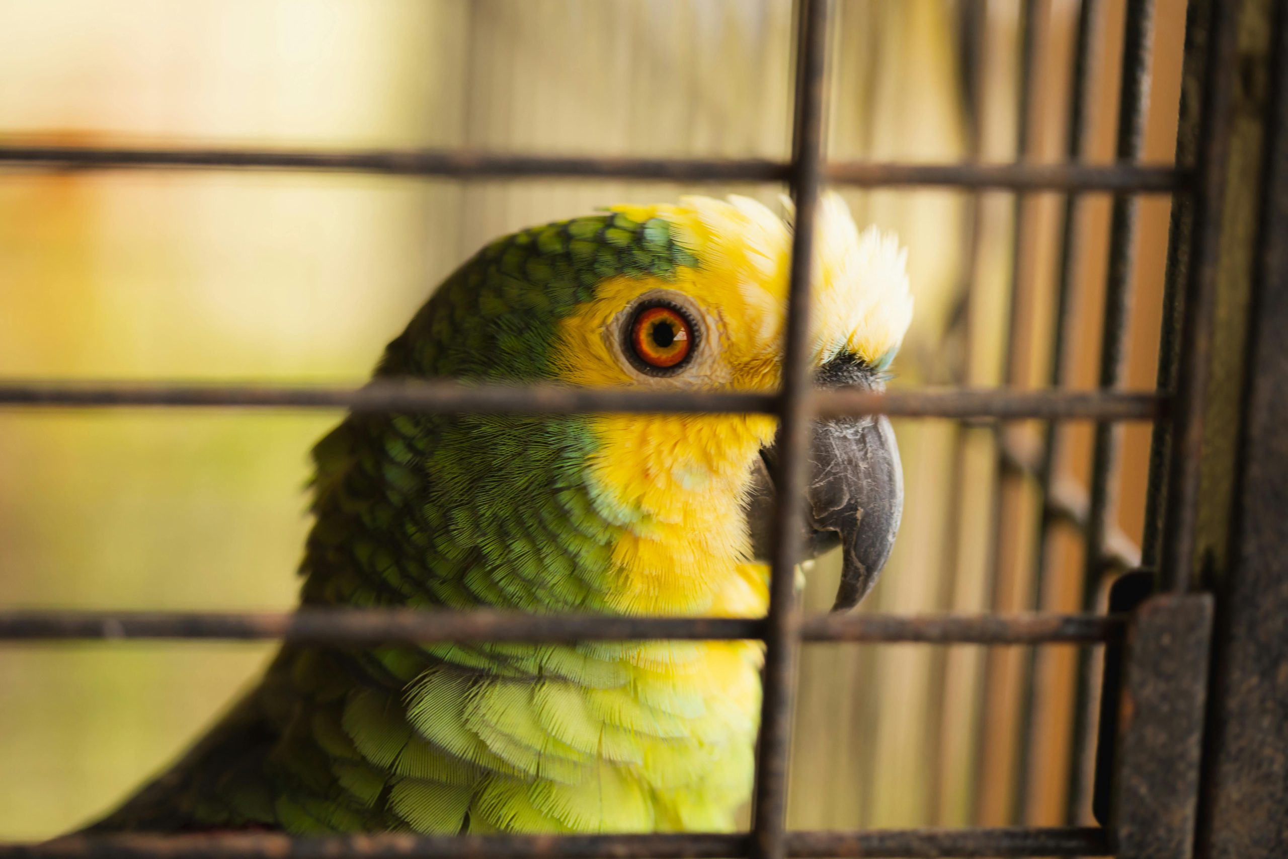 A vibrant green and yellow parrot behind the bars of a cage, expressing curiosity.