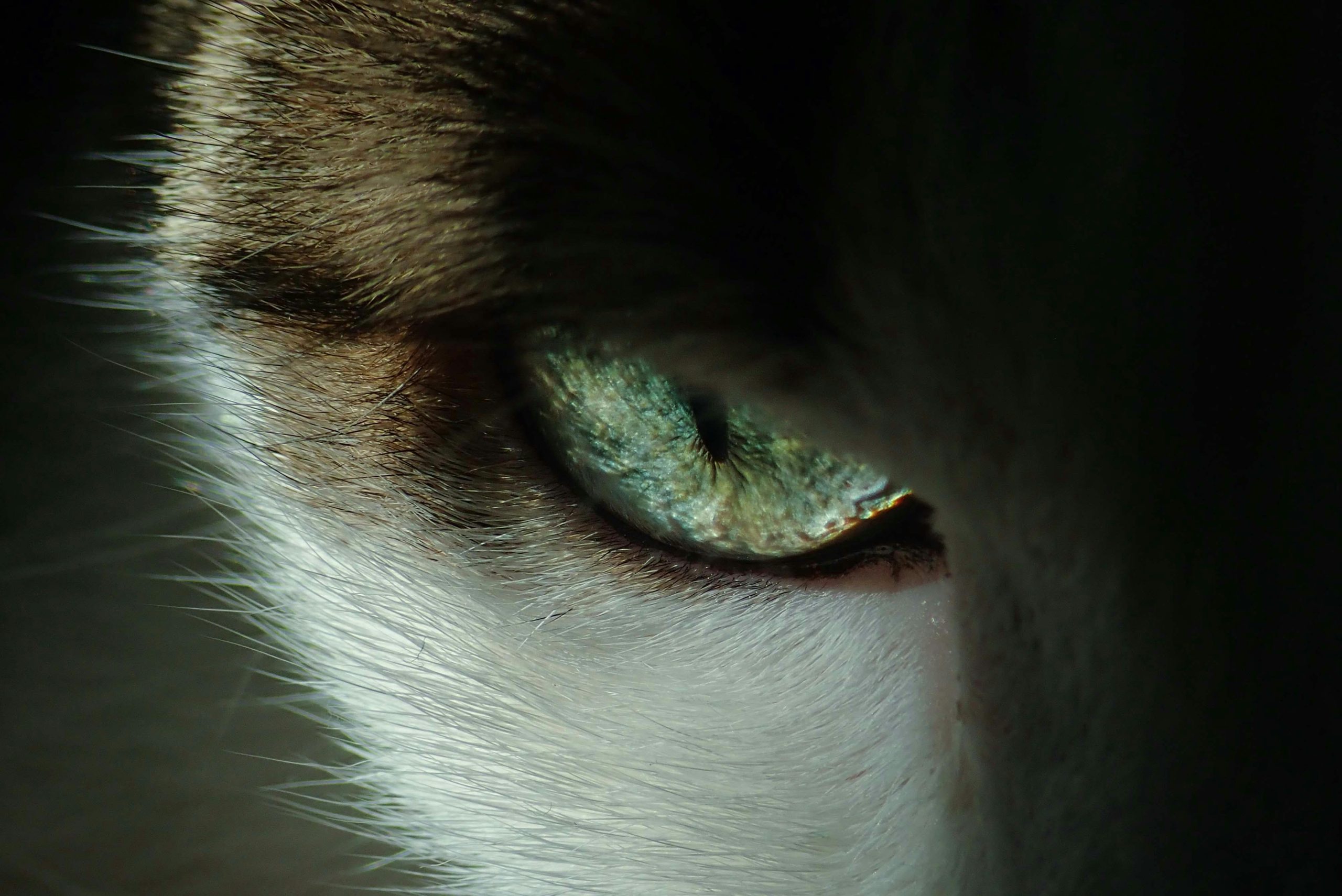 Intense close-up of a cat's eye showing detailed texture and color.