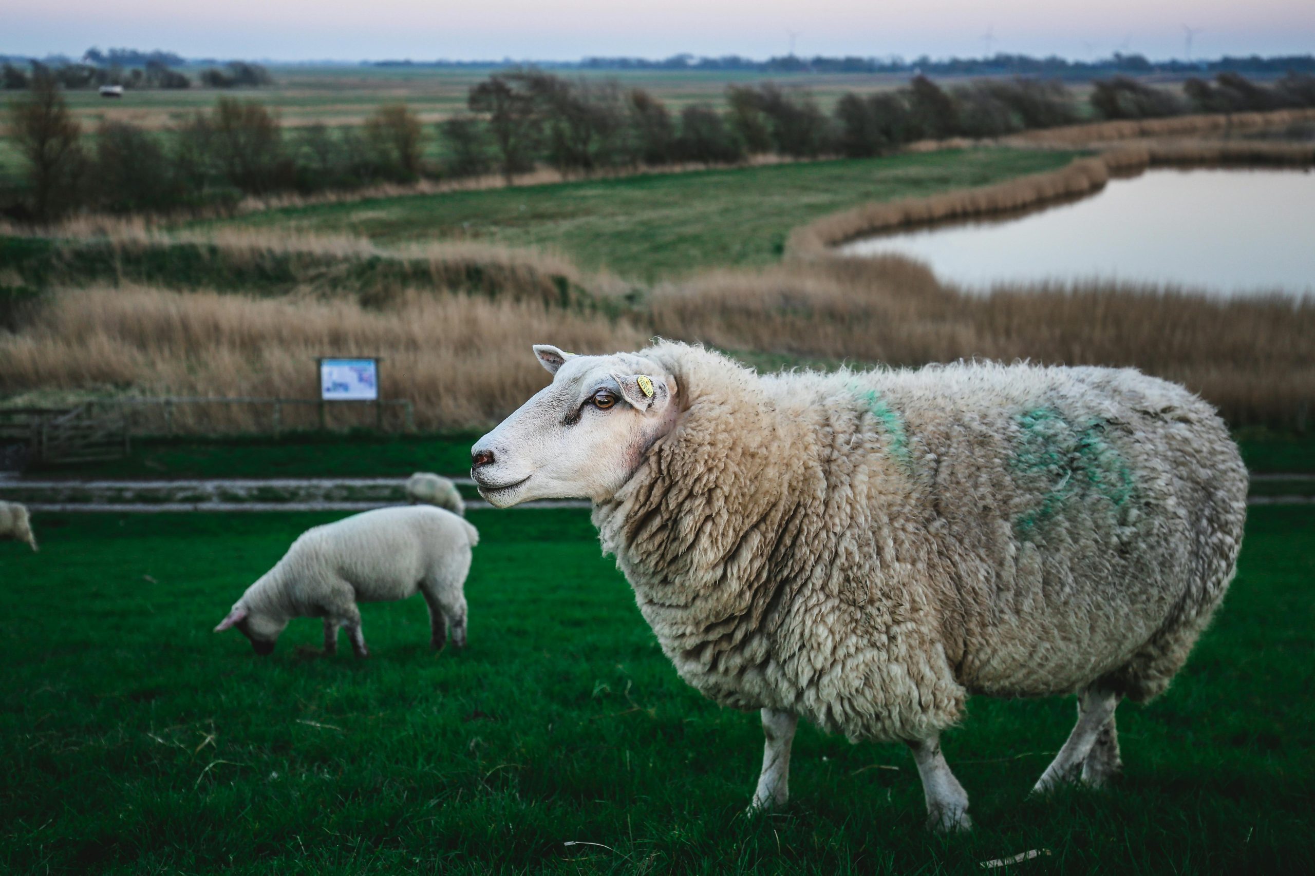 Peaceful scene of sheep grazing in a lush green meadow near a pond.