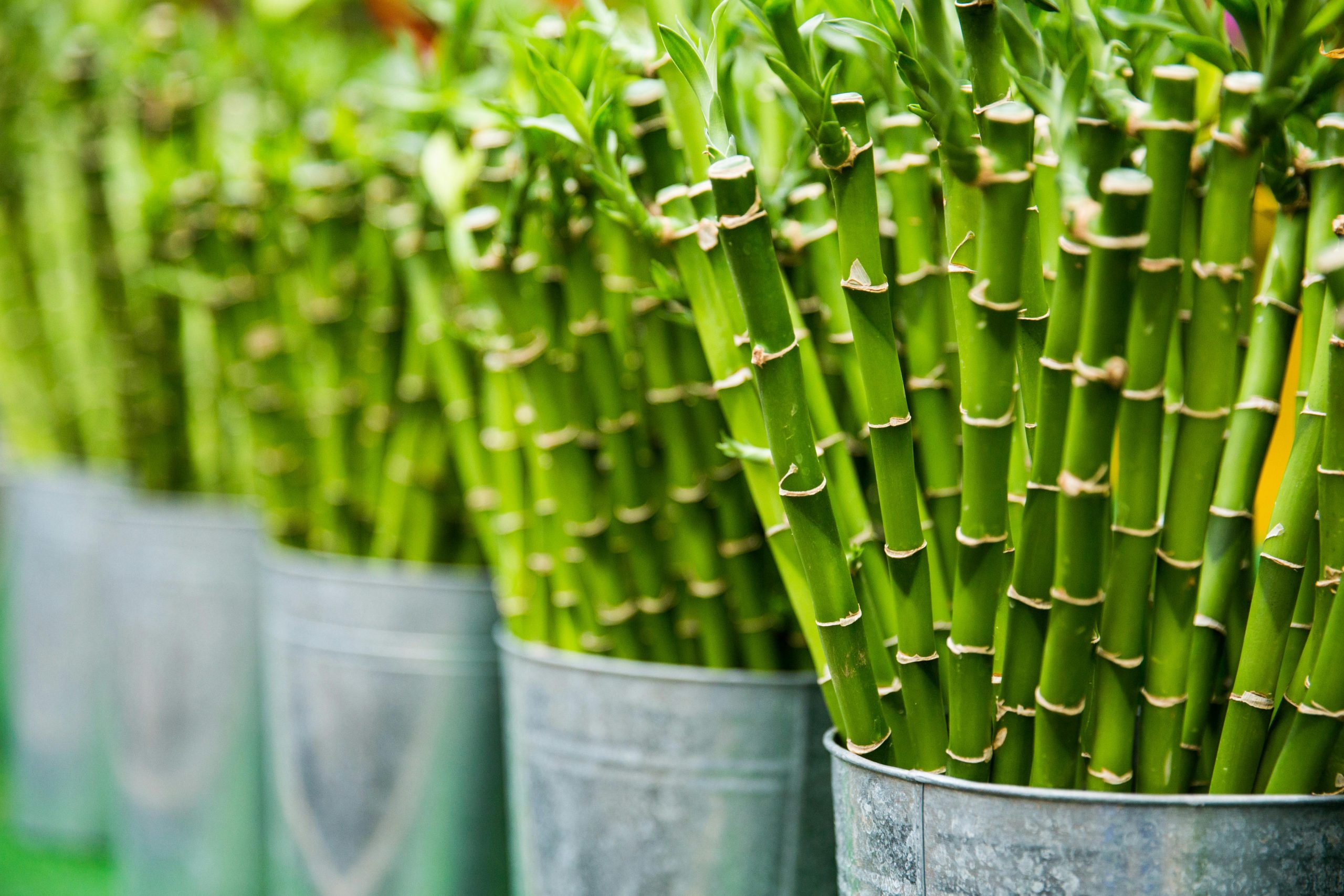 Vibrant green bamboo stalks arranged in metal buckets, an ideal example of natural freshness and growth.