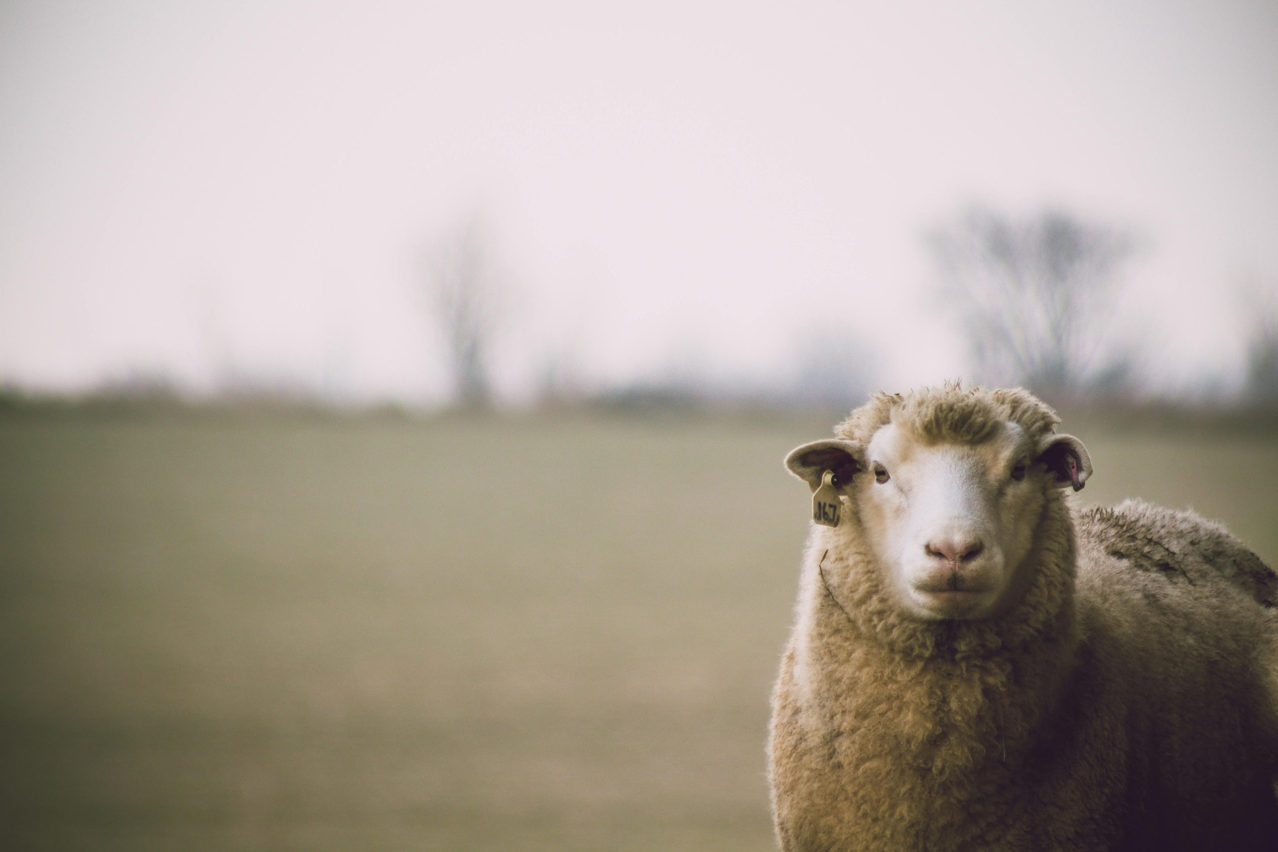 A woolly sheep stands calmly in an open field, exuding a tranquil and natural vibe.