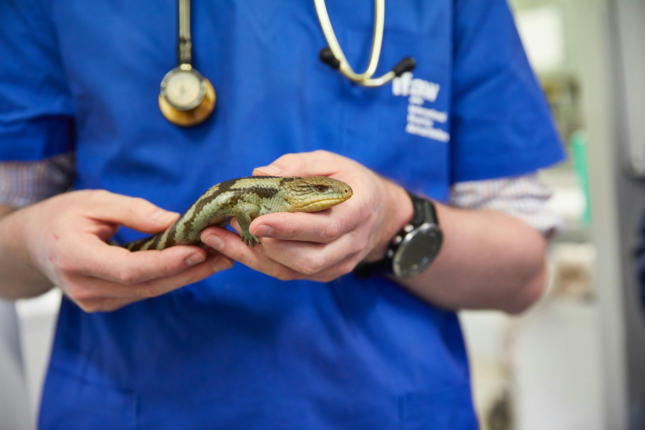 A vet examines a blue-tongued lizard at Bonorong Wildlife Sanctuary, Tasmania.