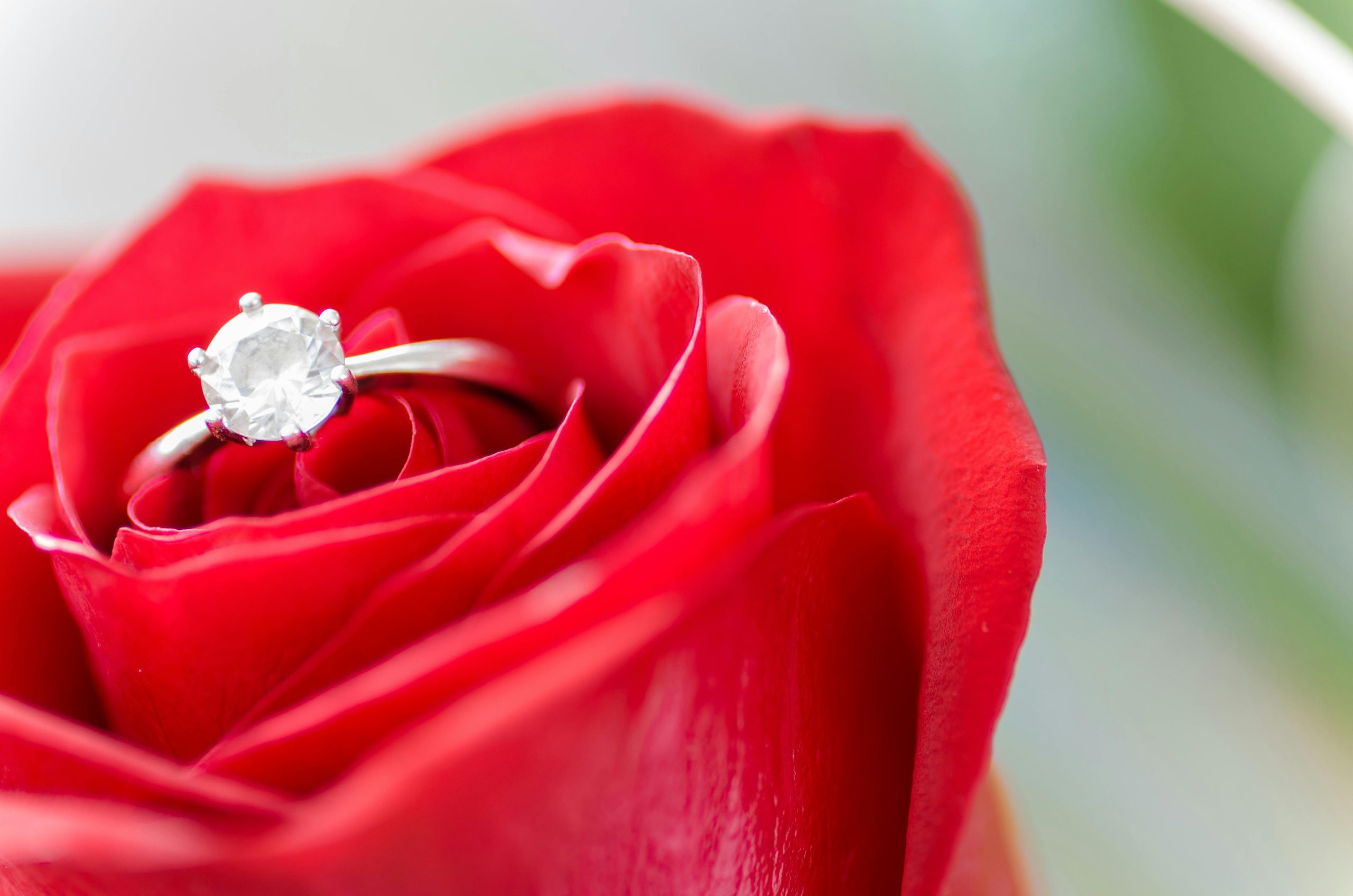 Close-up of a shining diamond ring resting on a vibrant red rose, epitomizing elegance and romance.