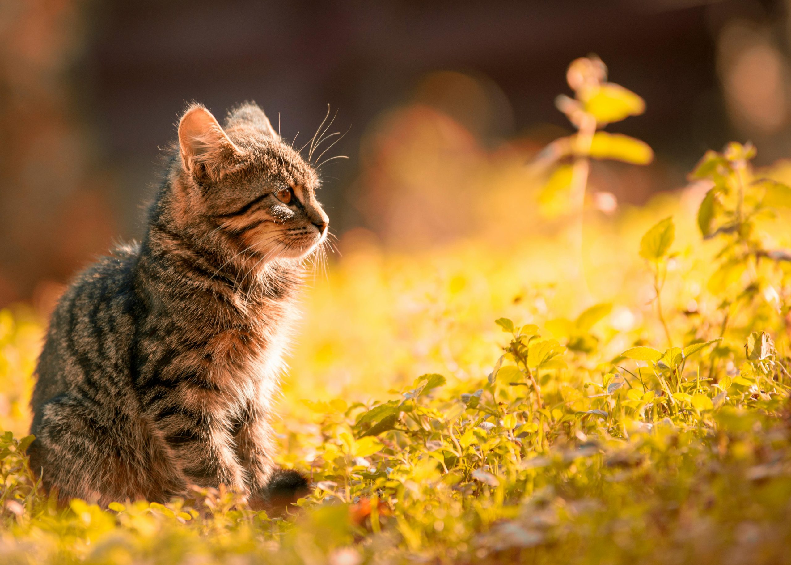 A tranquil scene of a tabby kitten basking in the warm sunlight in a lush meadow.