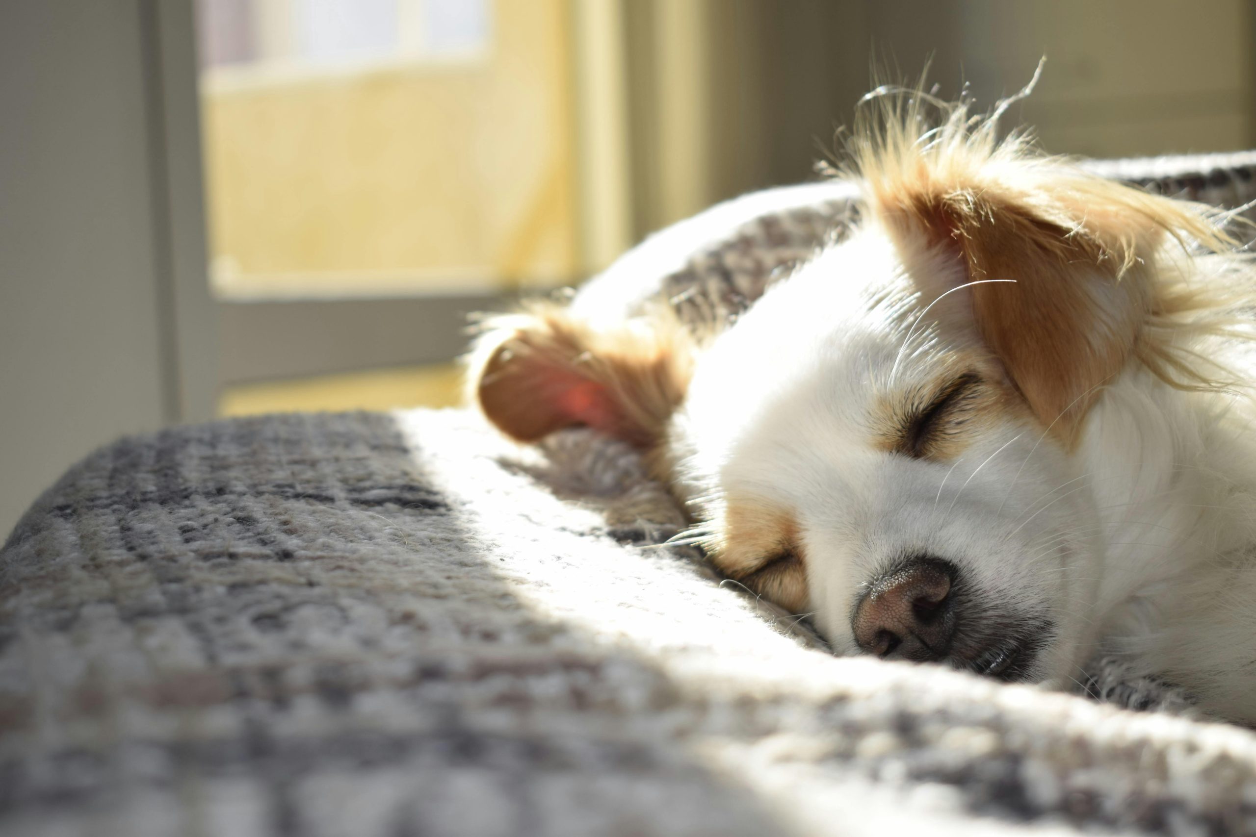 A cute puppy sleeping peacefully on a bed in a sunny room, showcasing calm and warmth.