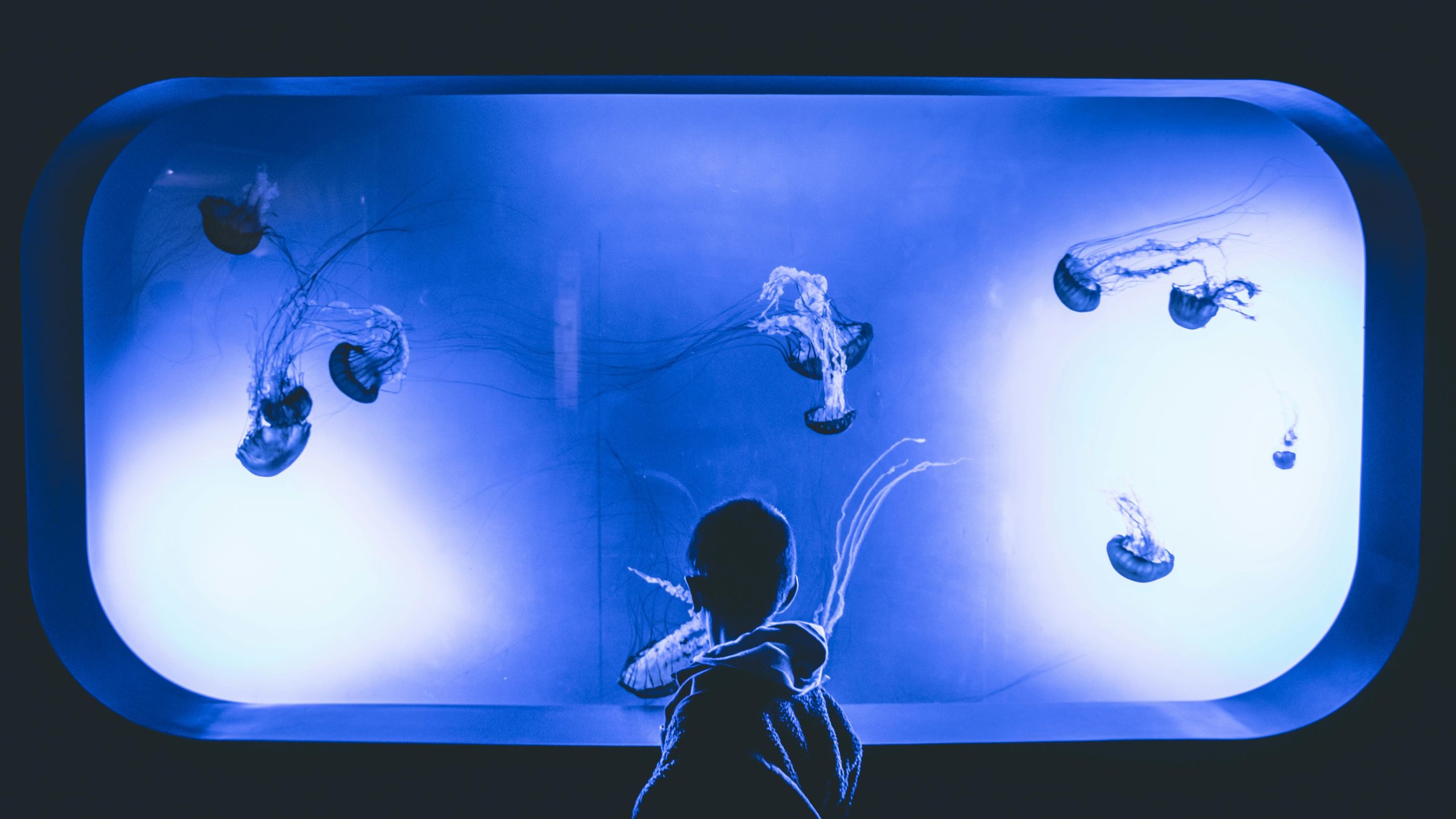 Child captivated by vibrant jellyfish in a dimly lit aquarium exhibit.