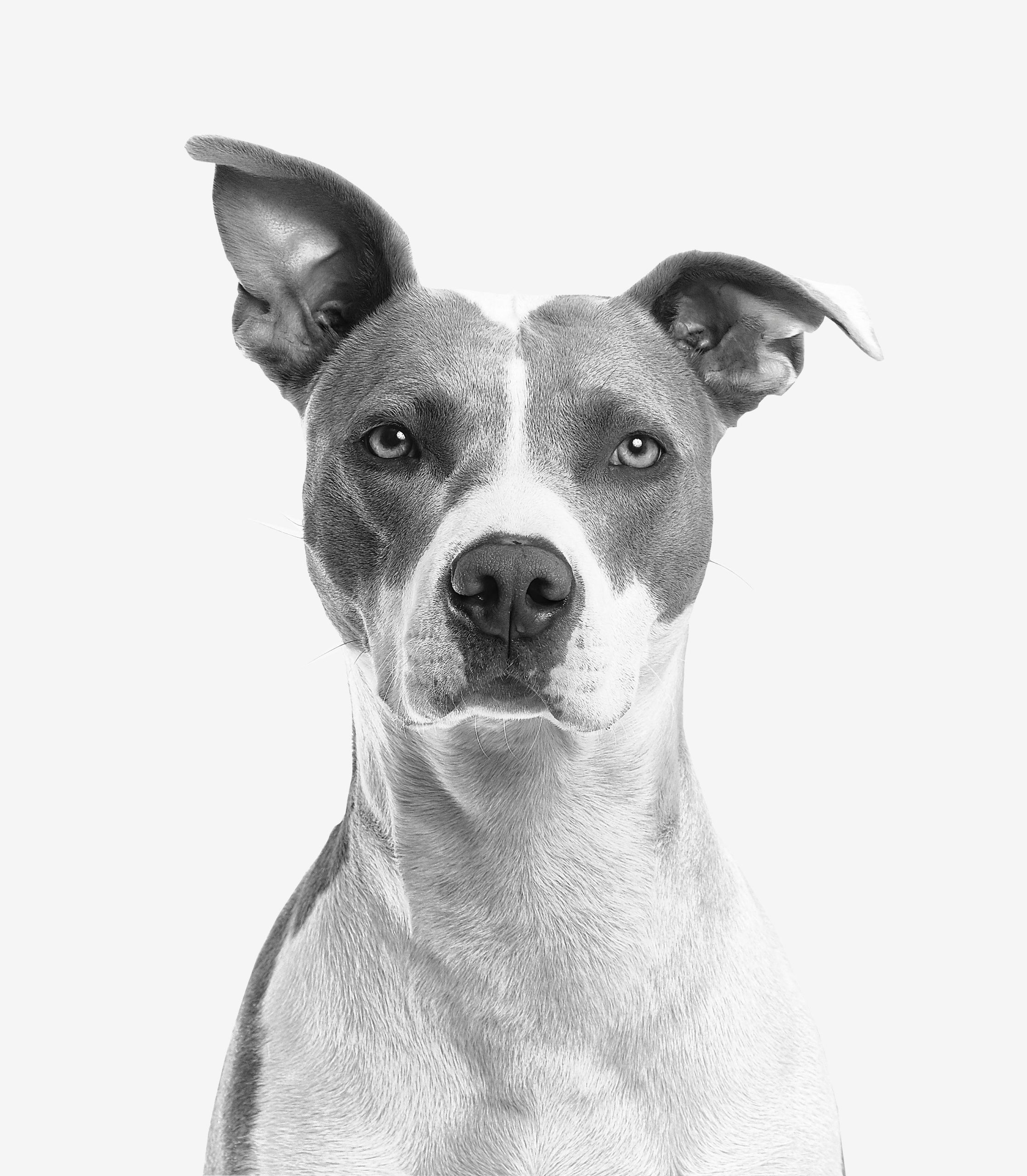 Minimalist black and white portrait of a cute terrier showcasing its smart expression.