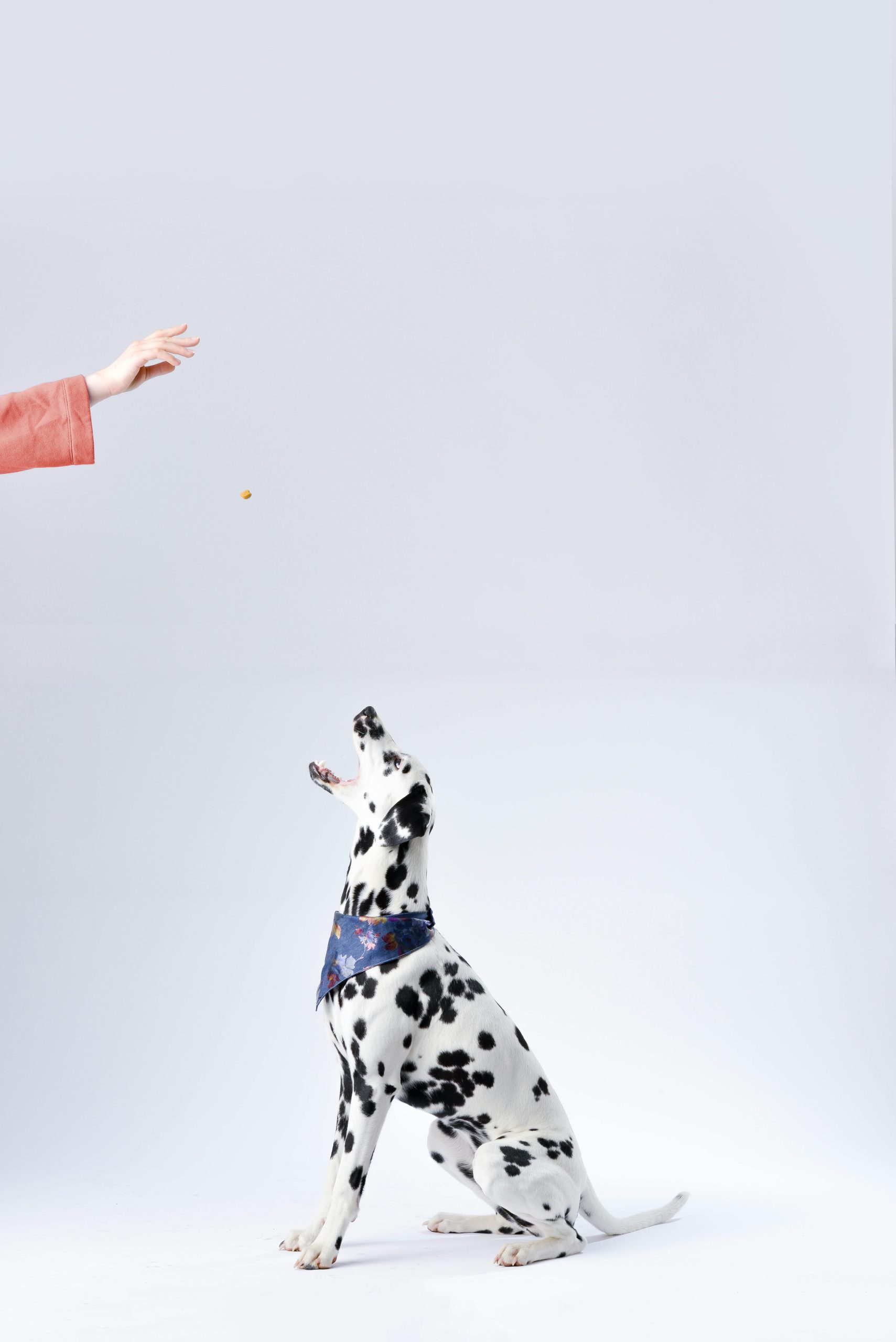 Dalmatian dog catching a treat tossed by a hand in a studio setting, highlighting training.