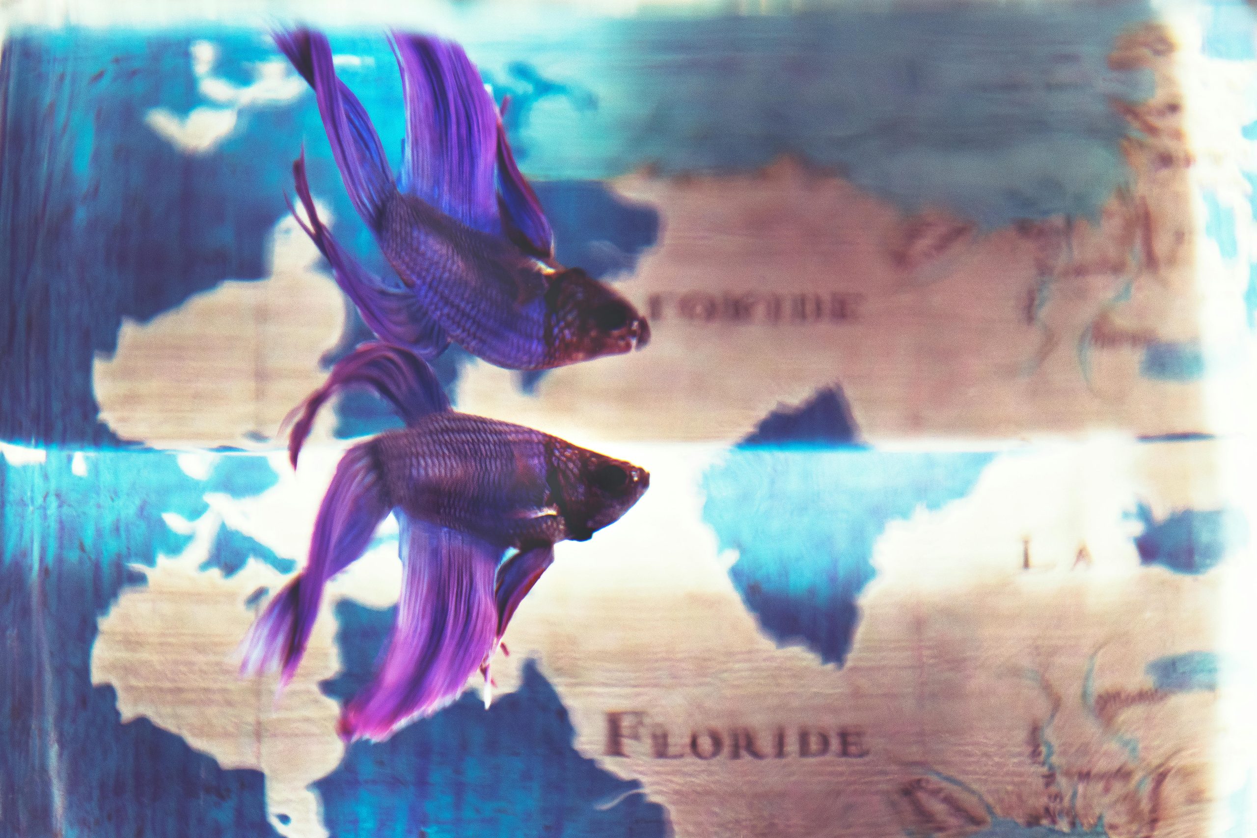 A colorful betta fish swims alongside its reflection against a world map backdrop.