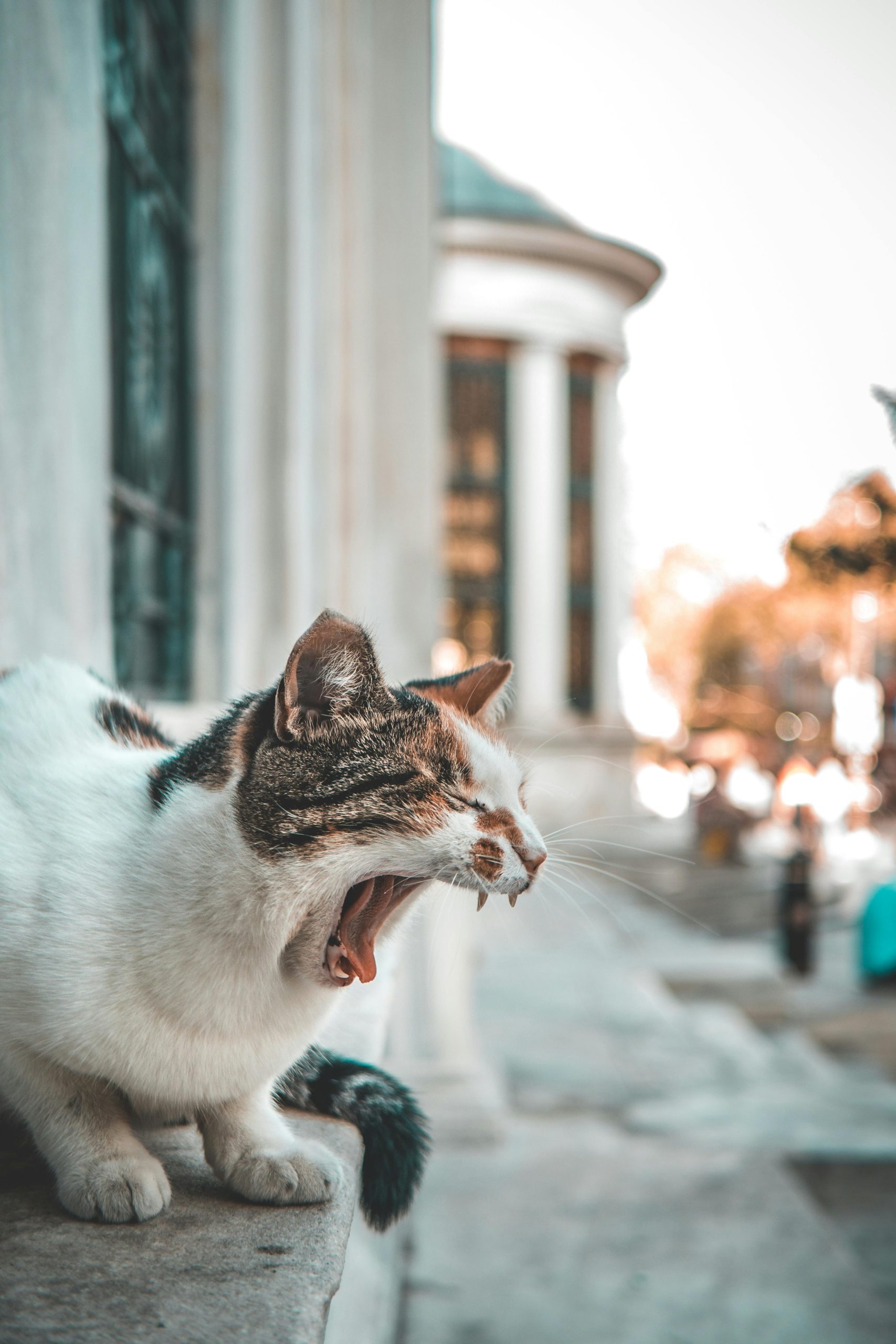 A yawning tabby cat perched on a ledge in Fatih, capturing the essence of Istanbul's street life.