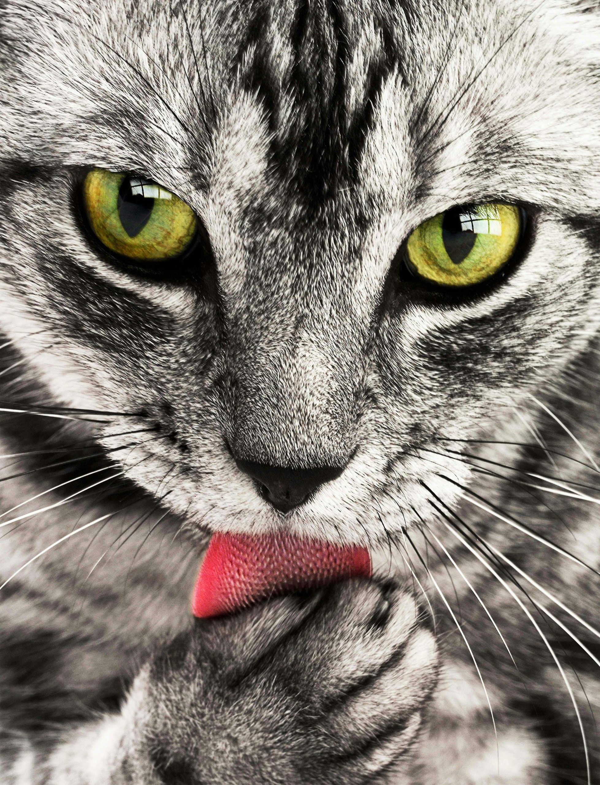 A detailed close-up shot of a grey and white cat licking its paw while looking directly at the camera.